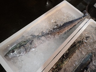 サワラ