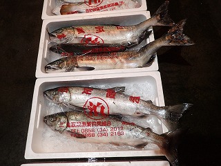 シロザケ