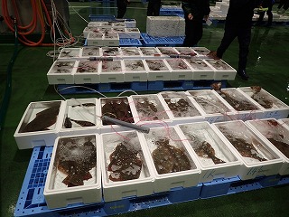 小型底びき網の活魚（主にヒラメ）