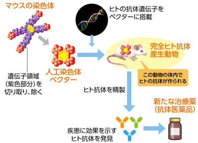 人工染色体ベクターを使用した医薬品開発のイラスト