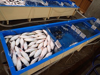 賀露小型底びき網の1隻分の活魚