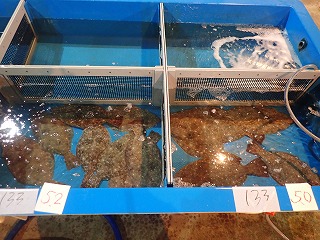 ヒラメ（小型底びき網）
