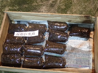 ウップルイノリ(岩のり)
