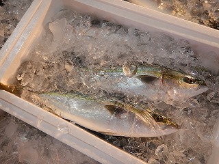 ハマチ（ブリの若魚）