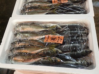 マアジ