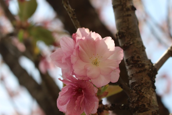桜