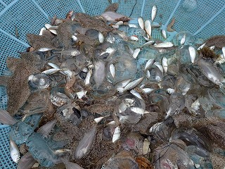 マアジ当歳魚
