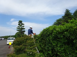 剪定の様子