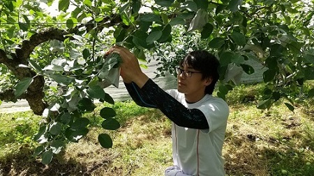 リンゴの袋掛け