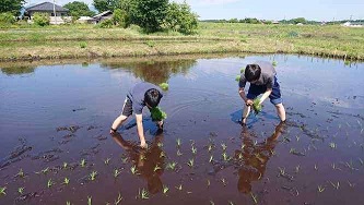 田植え2