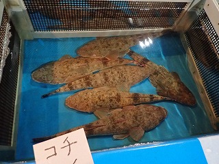 マゴチ