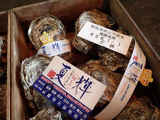 イワガキ