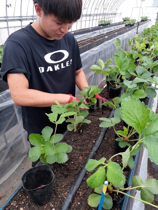 野菜ハウス3