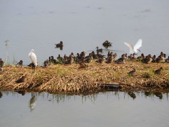 米子水鳥公園写真