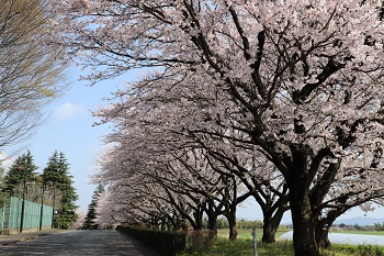 桜