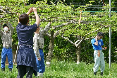 梨の摘果