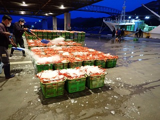 第78丸中丸の水揚げ状況