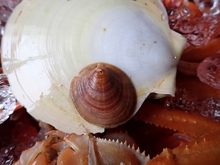 ツキヒガイに寄生するカツラガイ