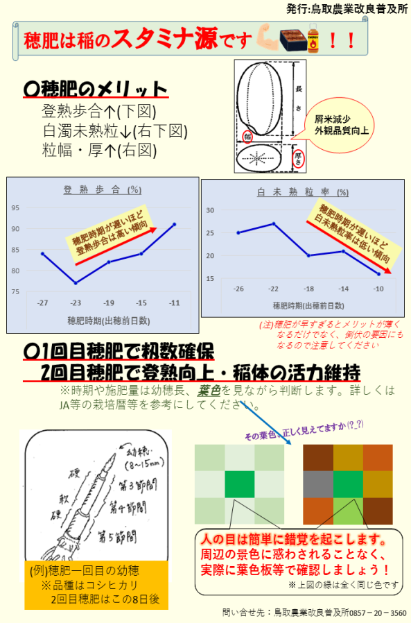 穂肥チラシ