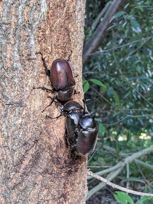 カブトムシ