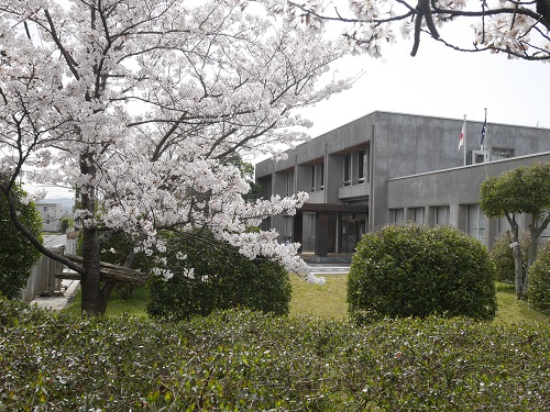 埋蔵文化財センターの建物と桜