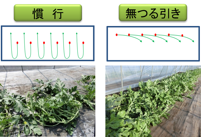 (左)慣行栽培による整枝方法、(右)無つる引き栽培による整枝方法