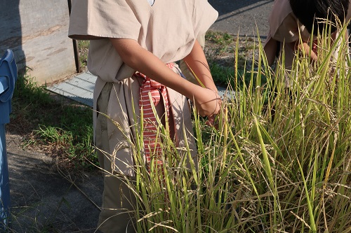 収穫