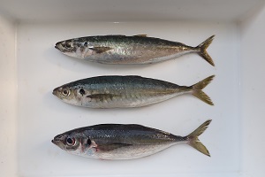 あじ3種