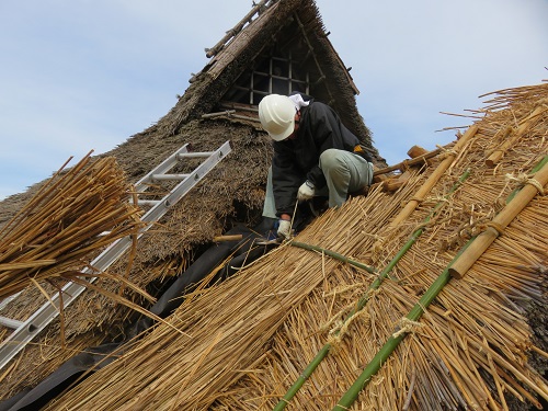 竪穴住居カヤ葺き替え写真