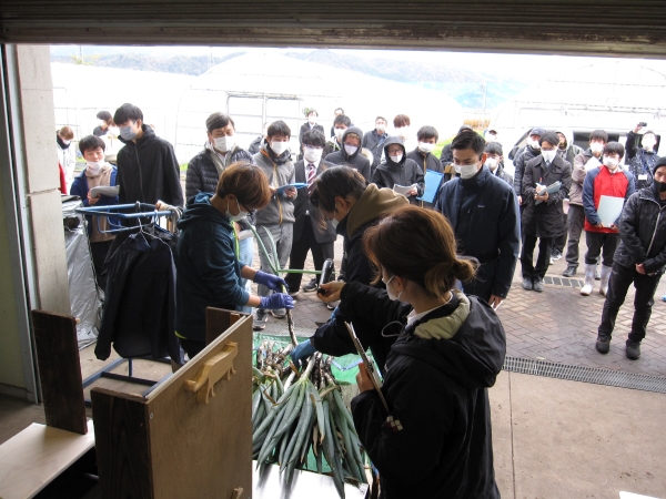 野菜現地審査