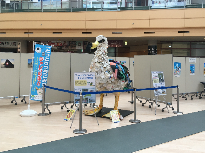 倉吉明来中心アトリウムにてプラホウドリを展示中！