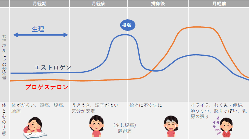 女性のホルモン分泌と月経周期の関係（イメージ）