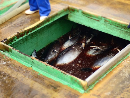 マグロ水揚げ