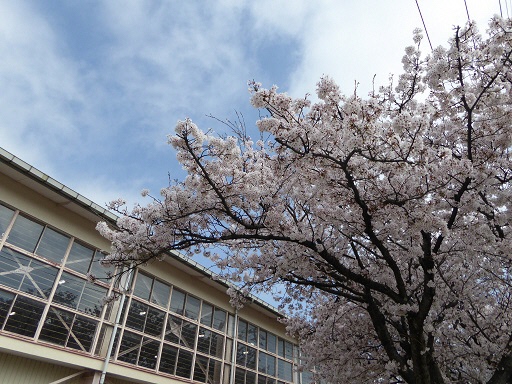 桜の写真