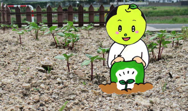 ひまわりの絆プロジェクト