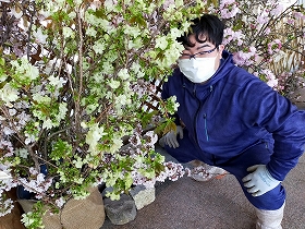 グリーン八重桜