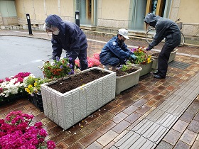 玄関花壇苗植え替え