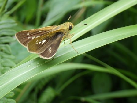 眼がつぶらなセセリチョウ