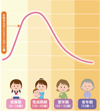 年齢による女性ホルモン（エストロゲン）量の変化のグラフ