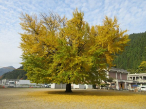 日野上の大銀杏