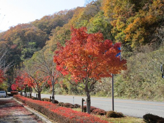 別の紅葉