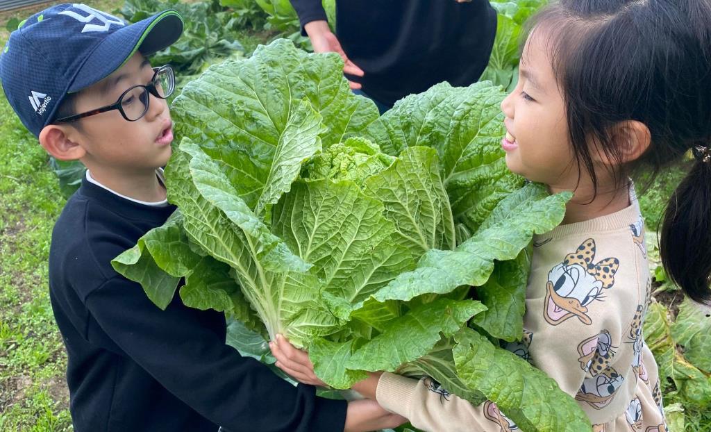 地元の野菜収穫体験