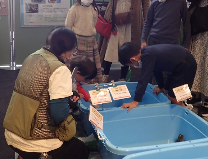 ザリガニとのふれあい2
