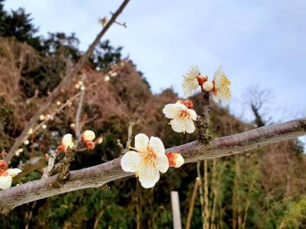 ウメの開花