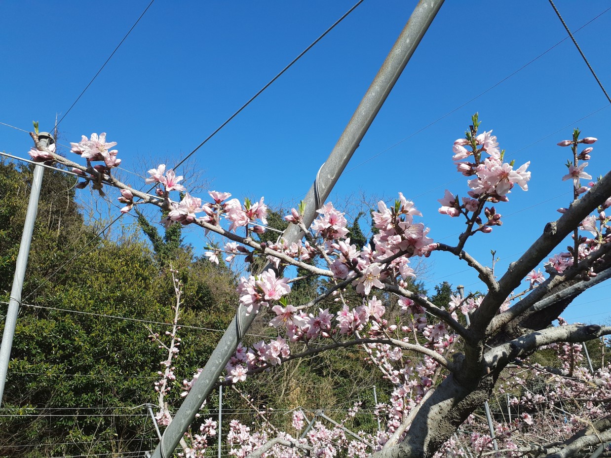 まどか