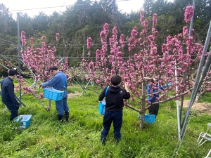 花採り