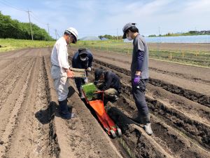 白ネギの植え付け