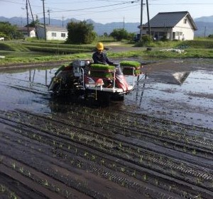 田植え中