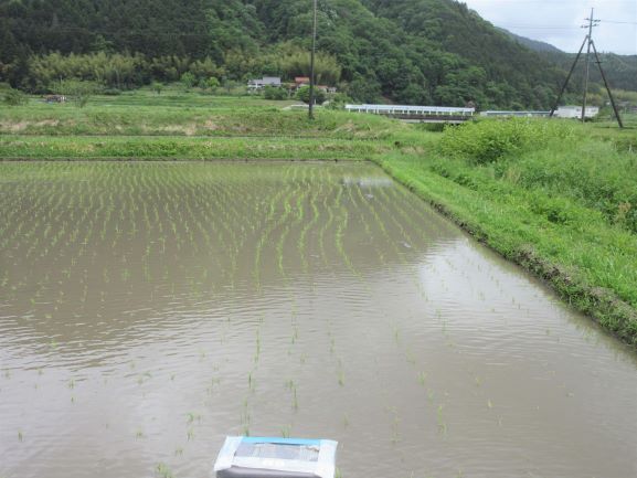 がたがたに植えられた苗