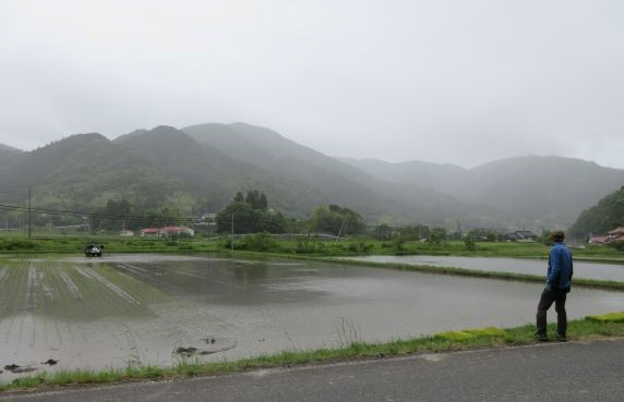 小雨降る水田